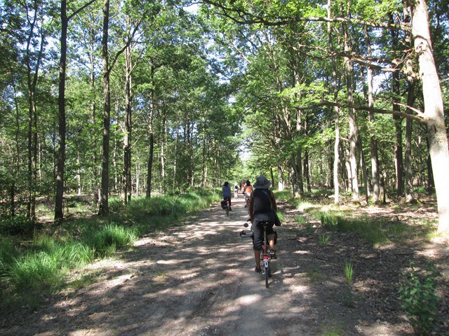 Foret de Sénart