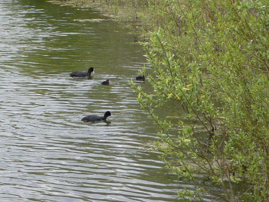 canal de Chelles