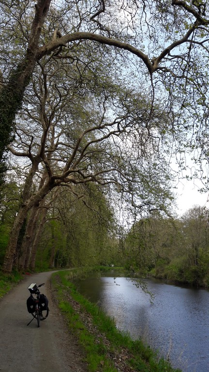 Des arbres impressionnants le long du canal (Copier)