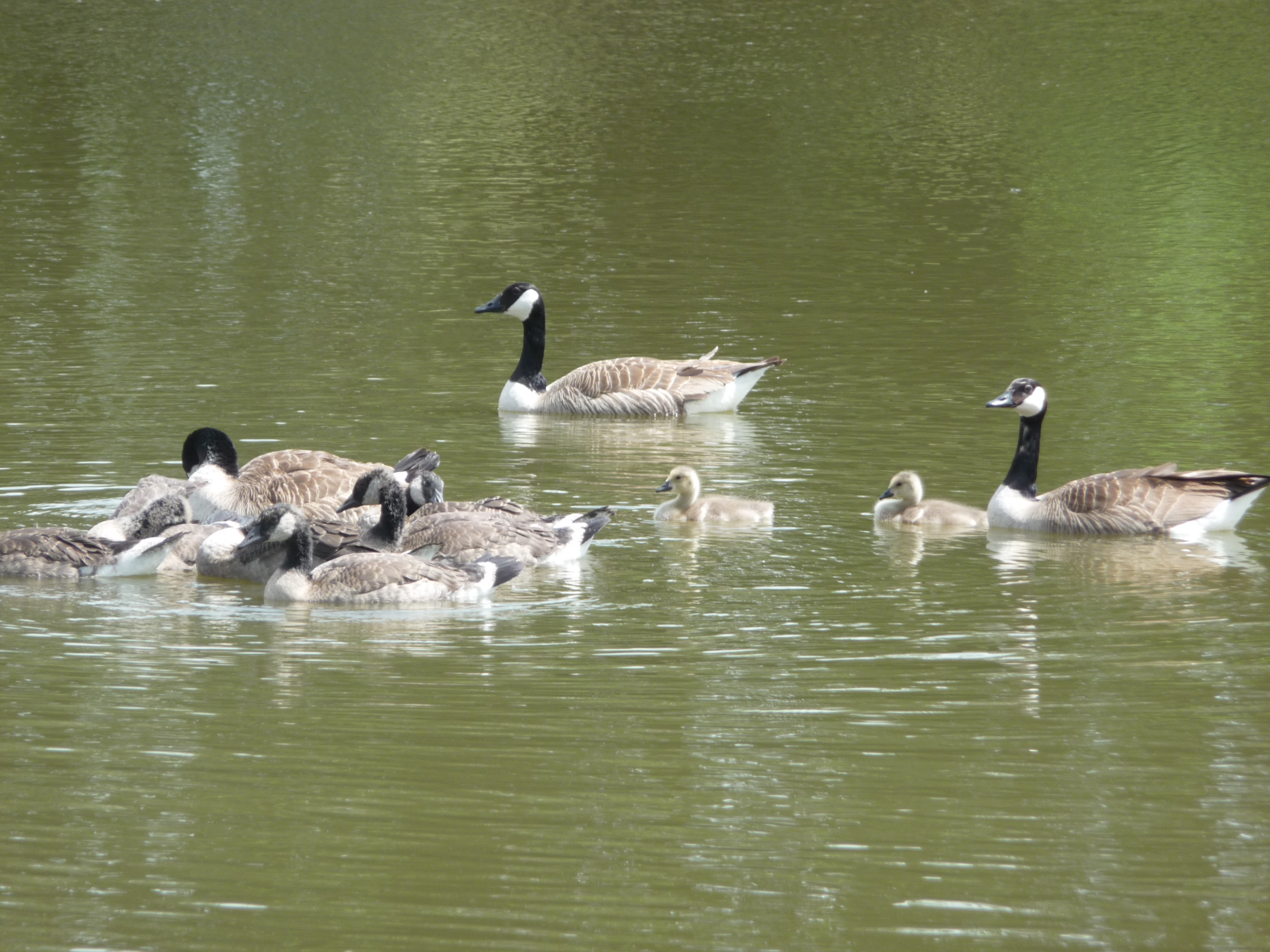 Maman et ses petits