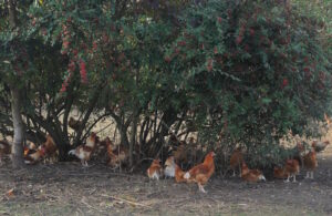 Retour sur la balade du 06 novembre 2021 = La ferme de Monsieur