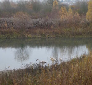 Retour sur la balade du 20 novembre 2021 = Parc des Hautes Iles